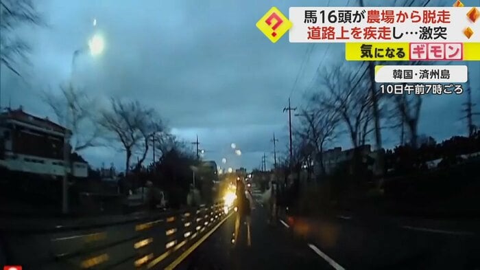 車の前方にいくつもの黒い影