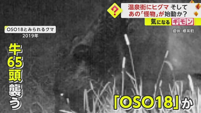 「OSO18」と見られるクマ