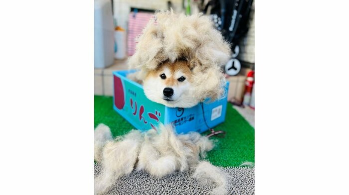 毛がたくさん抜ける換毛期は助かるそう