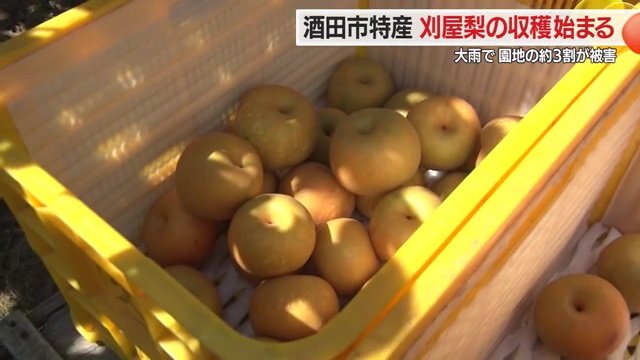 収穫された「幸水」