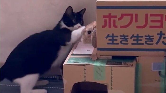 優しめなねこぱんちをもらうキナオくん