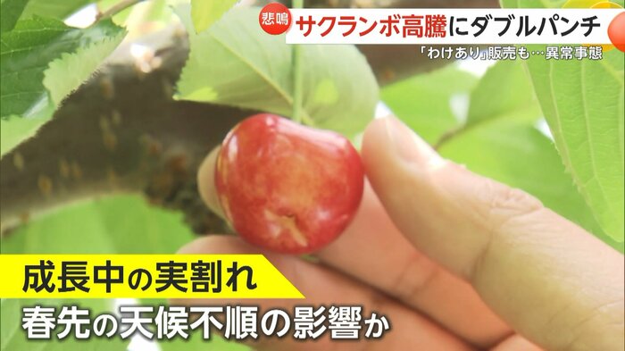 お尻から実割れを起こしたサクランボ