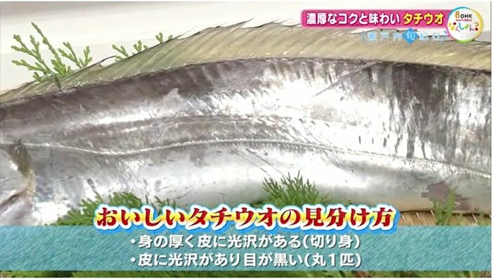 タチウオの見分け方