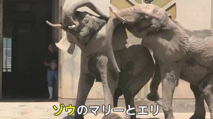 ジャンボスイカを前にうれしそう 高く上げてパオーンと鳴く2頭