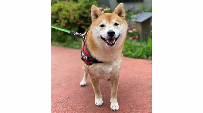 梅助くん