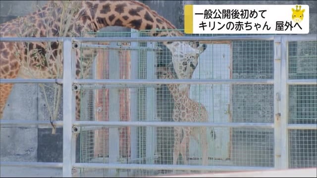 マサイキリンの赤ちゃん 宮崎市