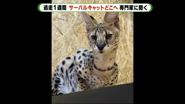 サーバルキャットはどこへ?「餌がなく1週間はきつい…」専門家と現場周辺を確認してみた