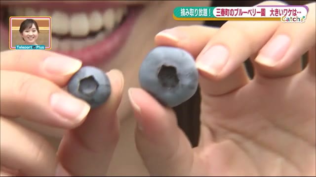 大きな実にするための手間暇…自慢の一粒を召し上がれ ブルーベリー狩りスタート<福島県三春町>