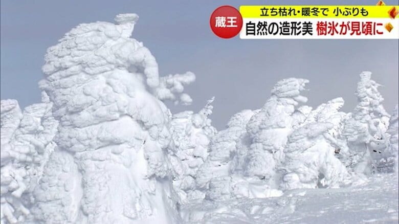 自然の造形美“蔵王の樹氷”見ごろは2月いっぱい　夜間のライトアップも実施中【山形発】｜FNNプライムオンライン