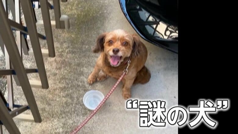 【独自】他人の飼い犬がなぜウチに？“謎の犬”ミステリー…“飼い主”倒れ緊急事態も約10時間待ち続け「まるで忠犬ハチ公」｜FNNプライムオンライン