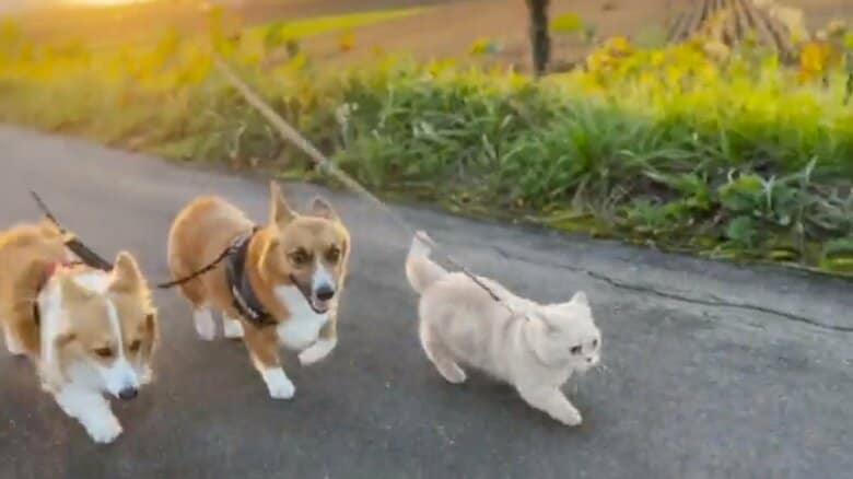 速すぎる「猫の散歩」に必死でついて行く犬2匹が話題…いつも一緒で“わんこ化”している? 飼い主に聞いた
