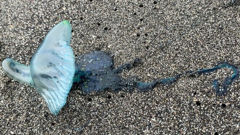 海の危険生物「カツオノエボシ」に絡みつかれたら？“毒針”に刺されず取り除く対処法とNG行動｜FNNプライムオンライン
