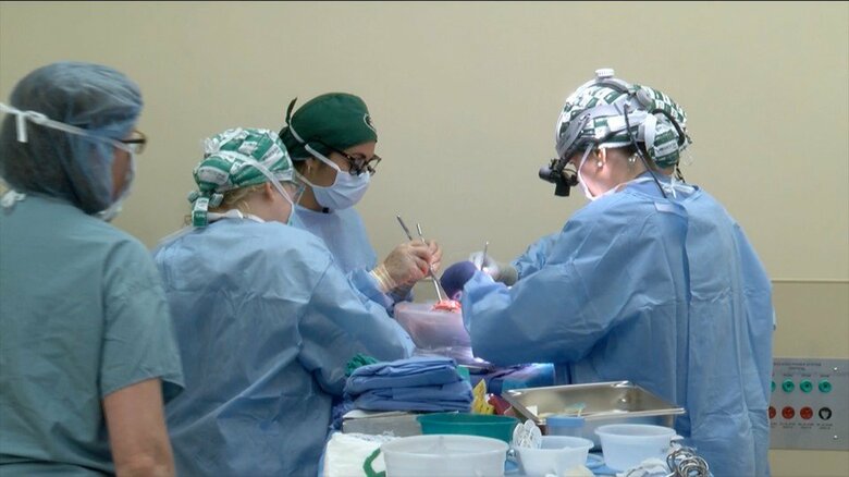 ブタの腎臓をヒトに移植　アメリカで脳死状態の男性に移植実験