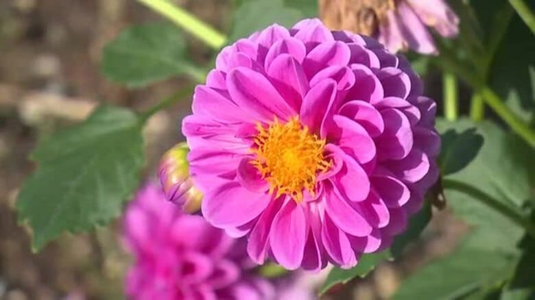 富山県内、秋晴れの一日に すっきりとした青空広がる　氷見あいやまガーデンではダリアが見頃｜FNNプライムオンライン