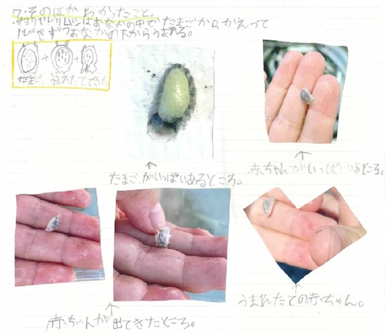 サヨリヤドリムシの誕生についても発見(図鑑内より抜粋)