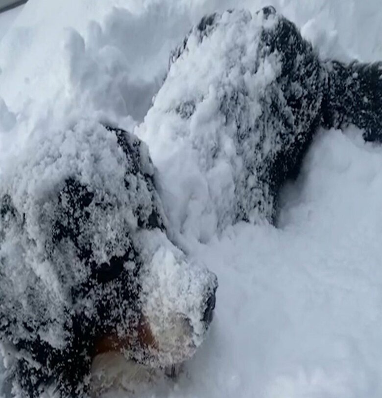 雪山にダイブ