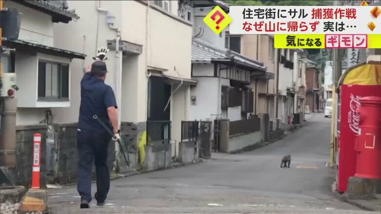 市の職員が合図を送りながらサルを追跡する