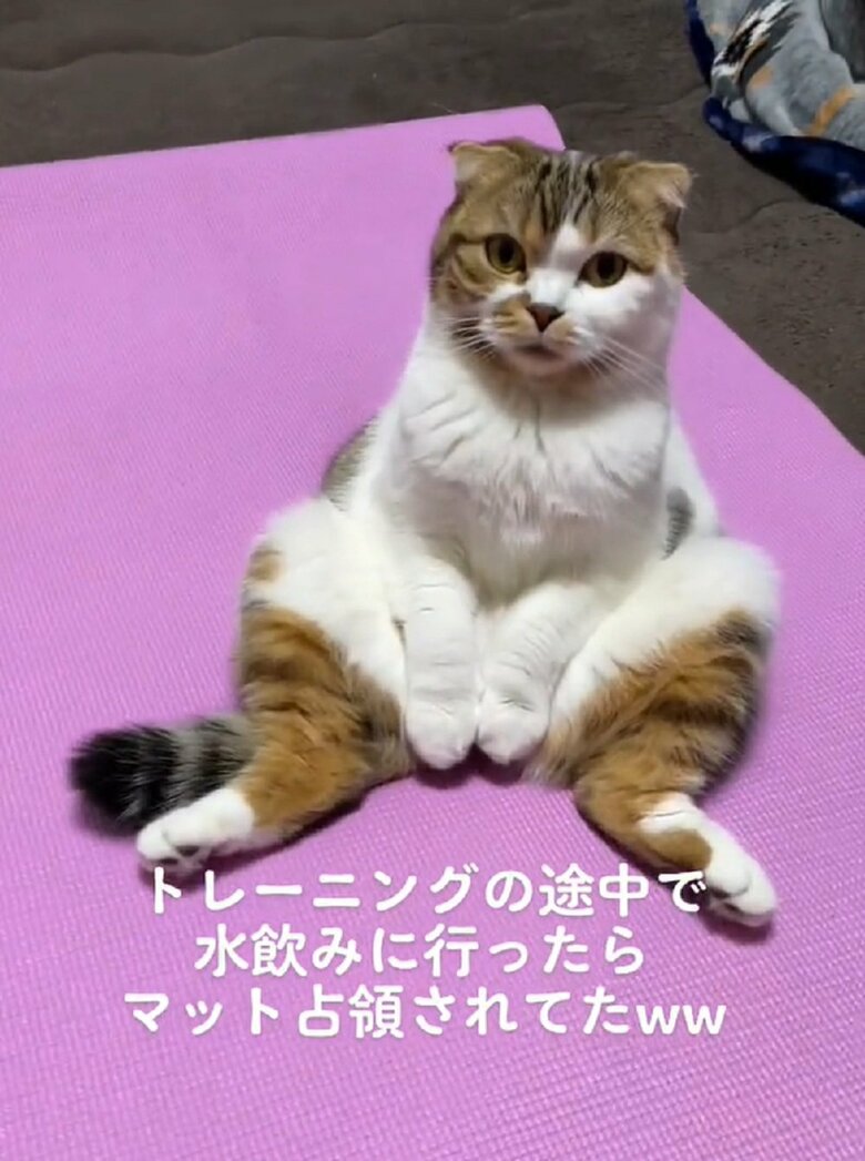 水を飲みに行ったらマットを占領される