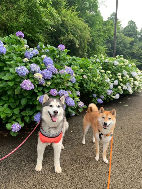 大好きなお友達とニコニコ（提供：提供：柴犬 しんさん）