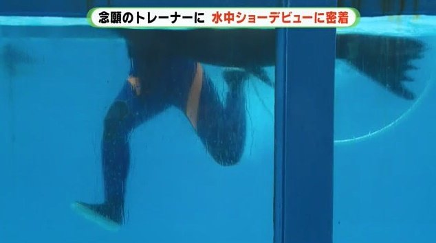水の中の動きも観客から見えてしまう水中ショー　青山さんは足がバタついてしまう