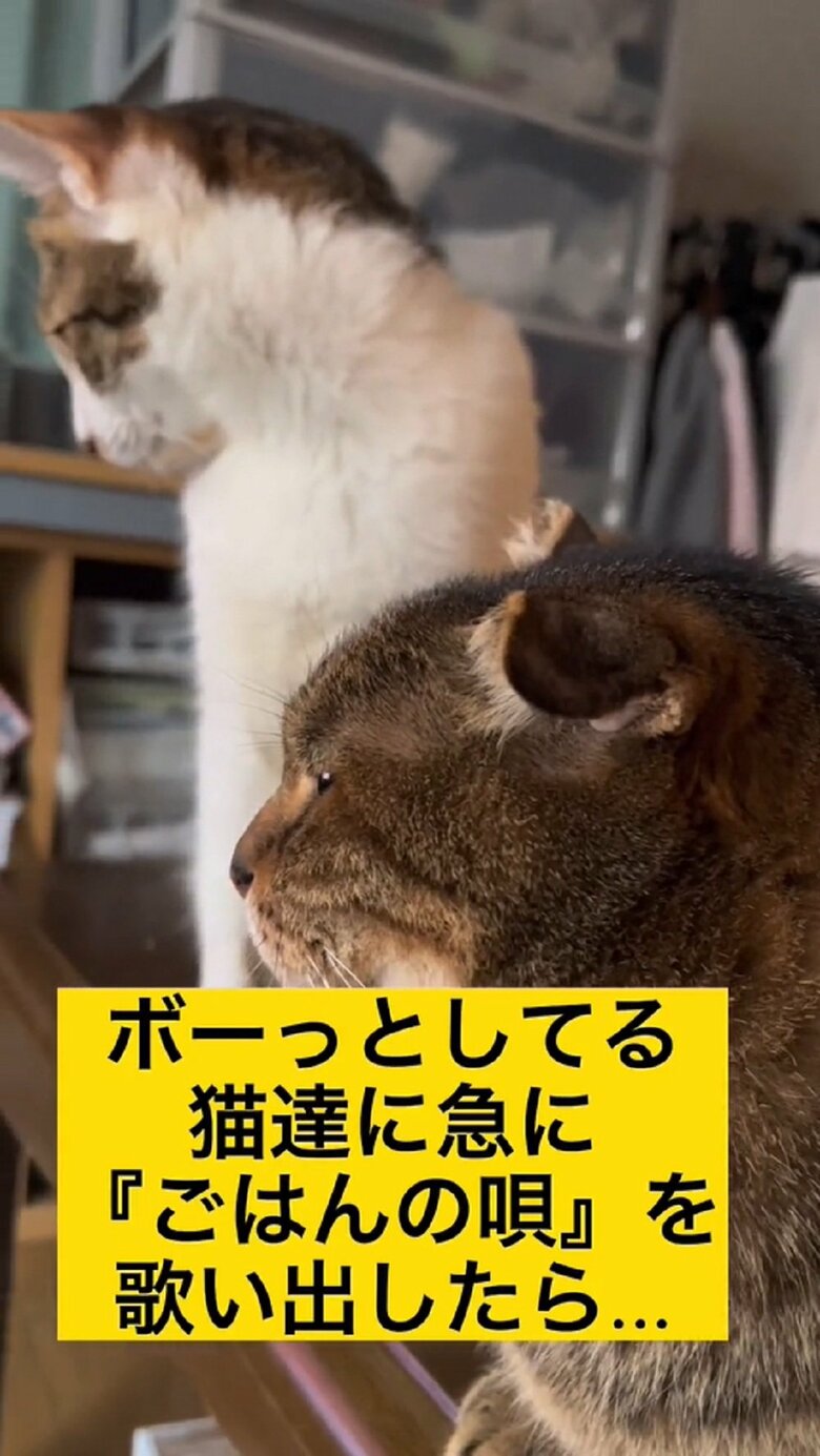 ボーっと同じ方を向く2匹（奥：ミミちゃん　手前：のらくん）