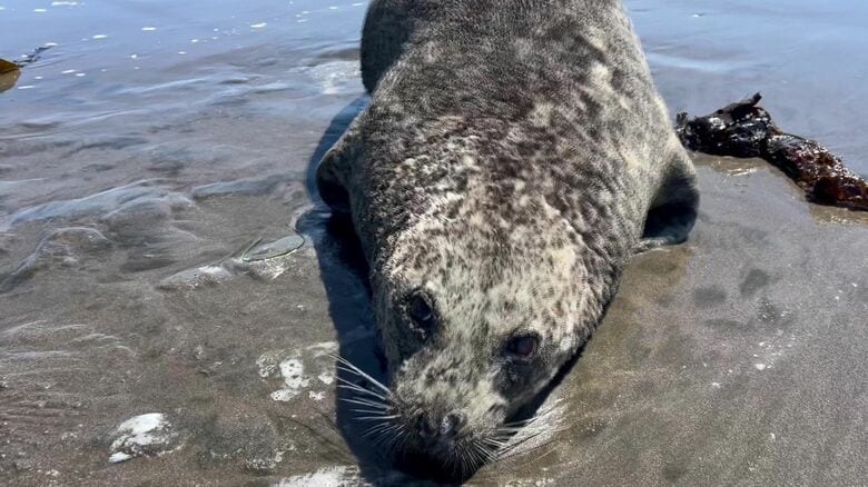 衰弱したアザラシ（提供：根室市歴史と自然の資料館 外山雅大学芸員）