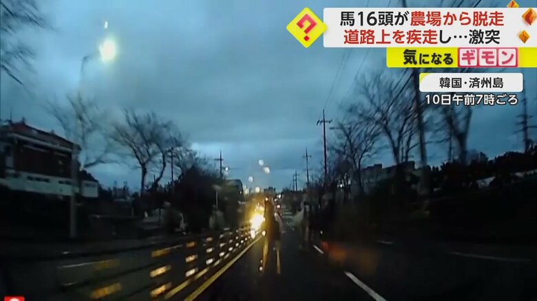 車の前方にいくつもの黒い影