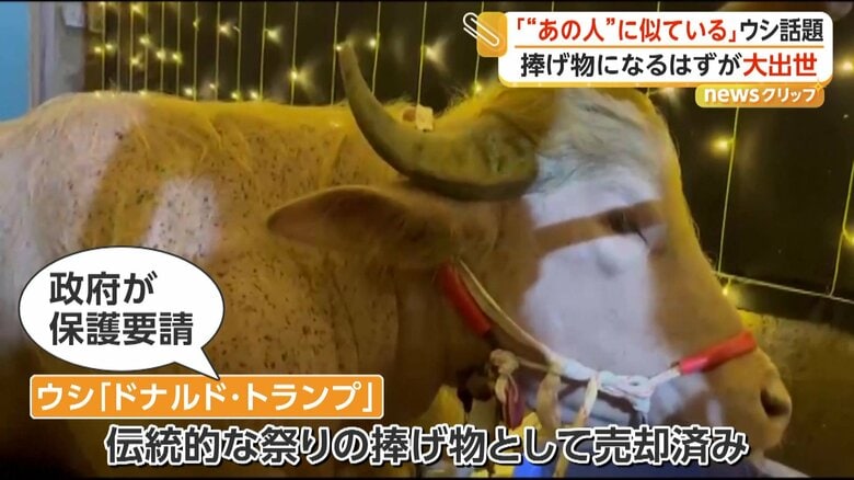 元々は伝統的なお祭りのささげ物として売却済みだったウシ