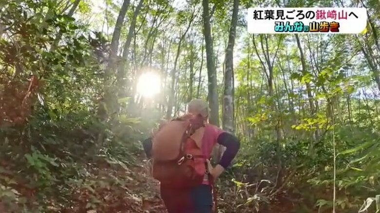 ブナの純林を進む矢野アナウンサー