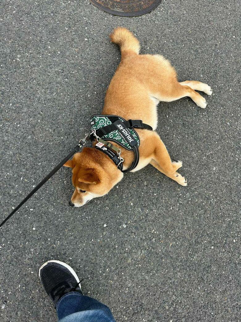 散歩拒否中（提供：カンさん）