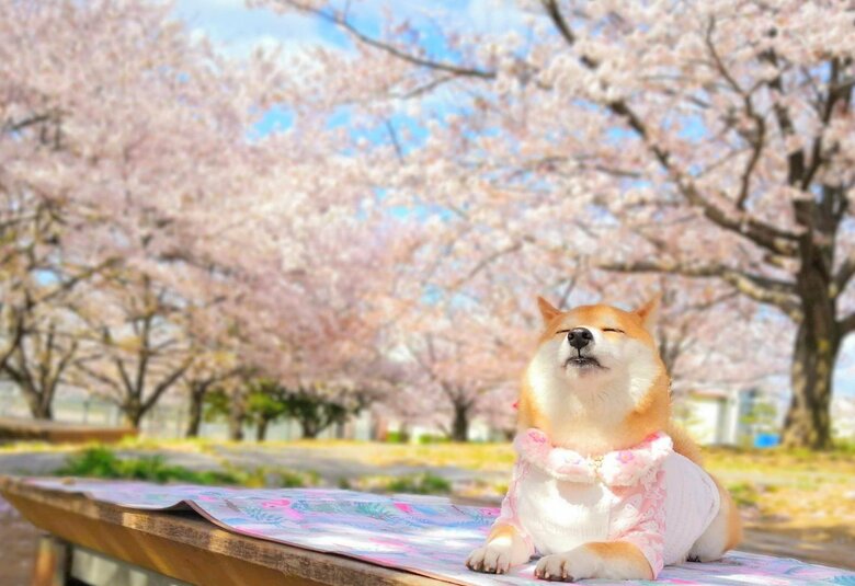提供：柴犬チャーミーさん