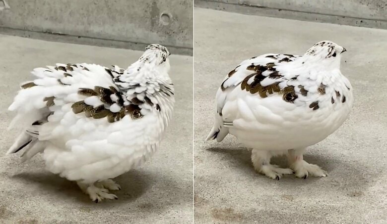 提供：市立大町山岳博物館