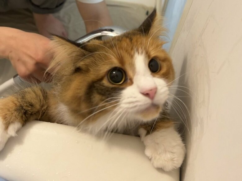 床が嫌なのかとバスタオルを敷いてもダメ…この後旦那さんの背中へ