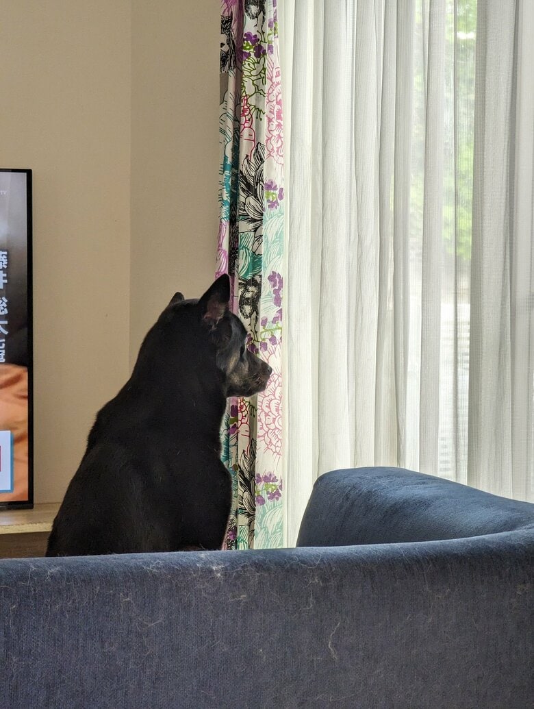 ソファから外を眺めるソラちゃん