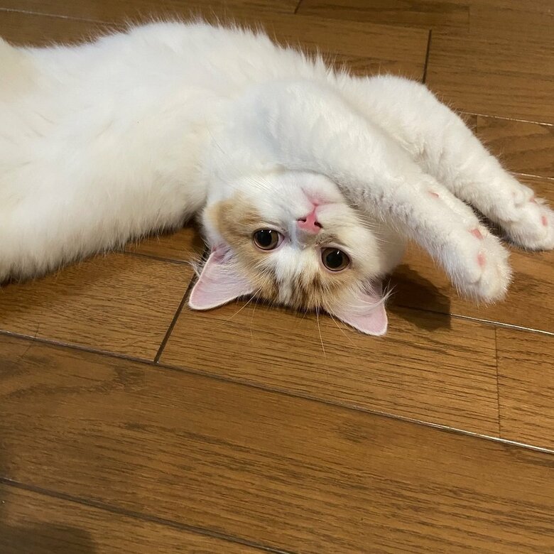 臆病なツンデレガール・さらんちゃん