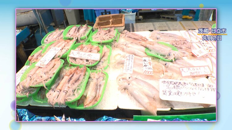 10月上旬 茨城・日立市の鮮魚店にはスルメイカがたくさん並んでいた
