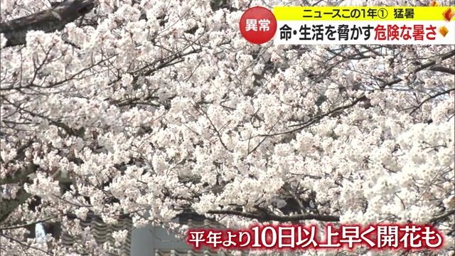 平年より10日以上早く開花したところも