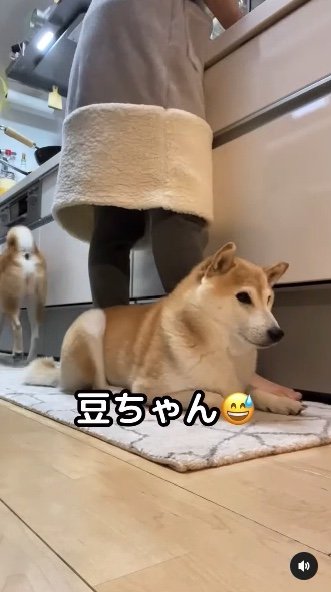 提供：柴犬Mamesuke・Korosuke大阪さん