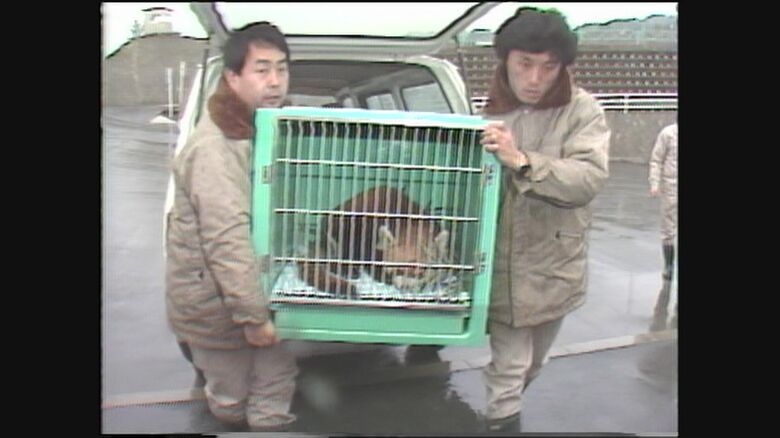 1985年　レッサーパンダが動物園へ