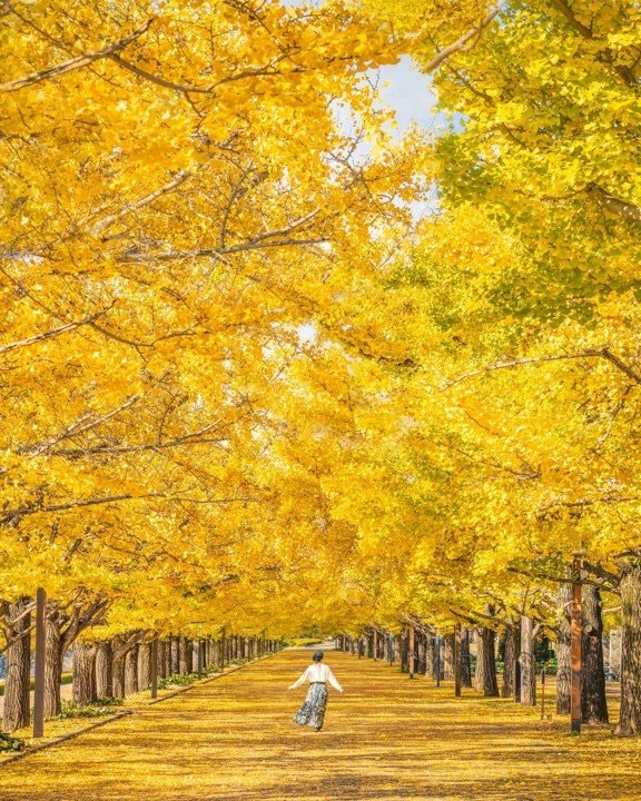 昭和記念公園の銀杏並木