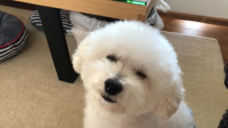 ニコッ（提供：もんたろうだじょさん）