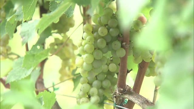 富岡町で育ったブドウ　震災前の町の人口と同じ約1万6000本に