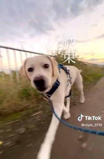 ウキウキでお散歩中のロイルくん