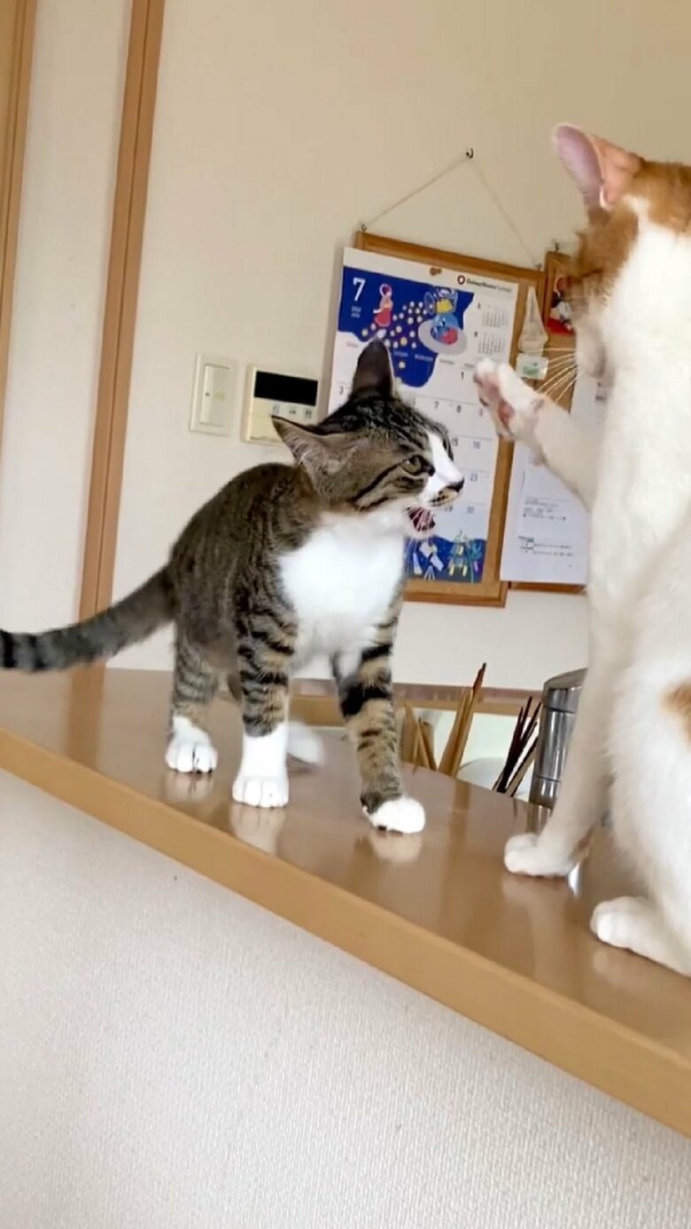 右足をあげてけん制するわさびくん
