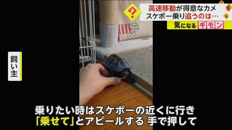 飼い主に『乗せて』とアピールする軍曹くん