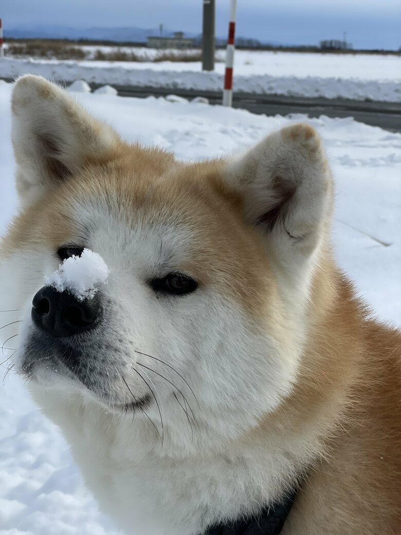 提供：秋田犬 五元(イモト)さん