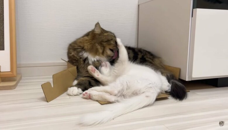 公式YouTubeチャンネル「めるにゃんちゅーぶ《mel nyan tube》」より