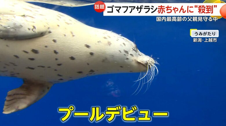 プールで泳ぐゴマフアザラシの子ども
