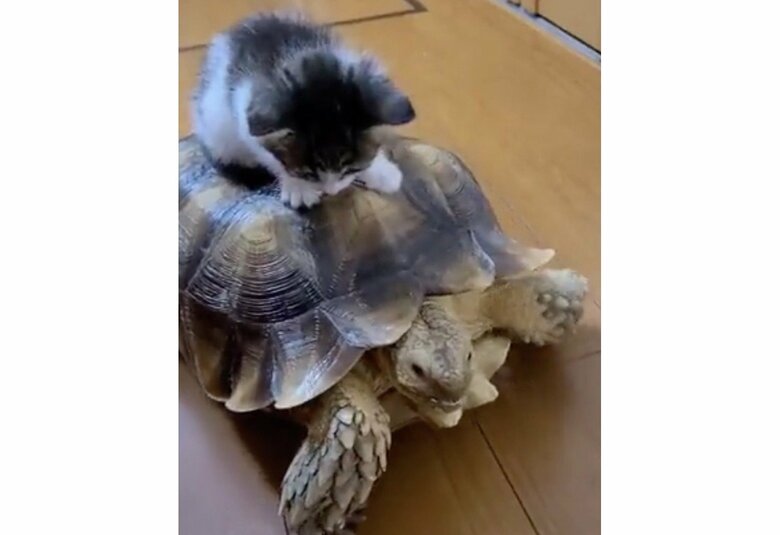 提供：にゃんこ亀さん