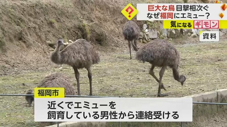 目撃場所近くでエミューを飼育する男性から盗難の相談が寄せられていた